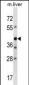 Mouse Avpr1b Antibody (Center)